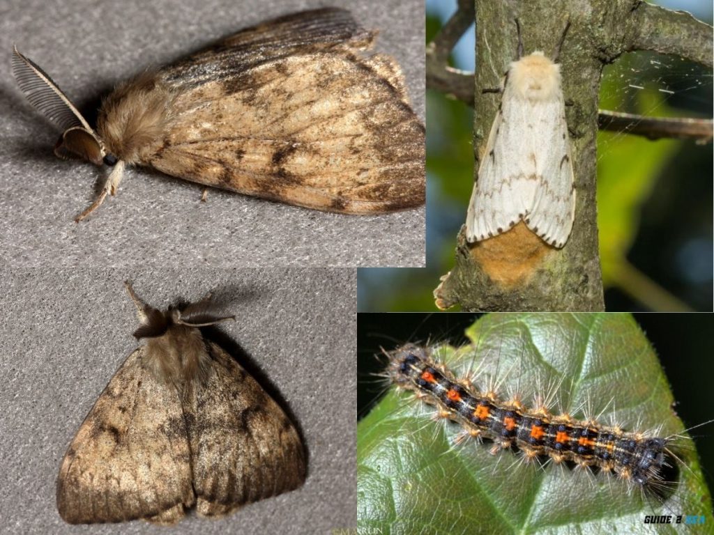 Image : Flighted Spongy Moth (Lymantria dispar asiatica)